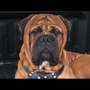 Meet your Posher, Levi